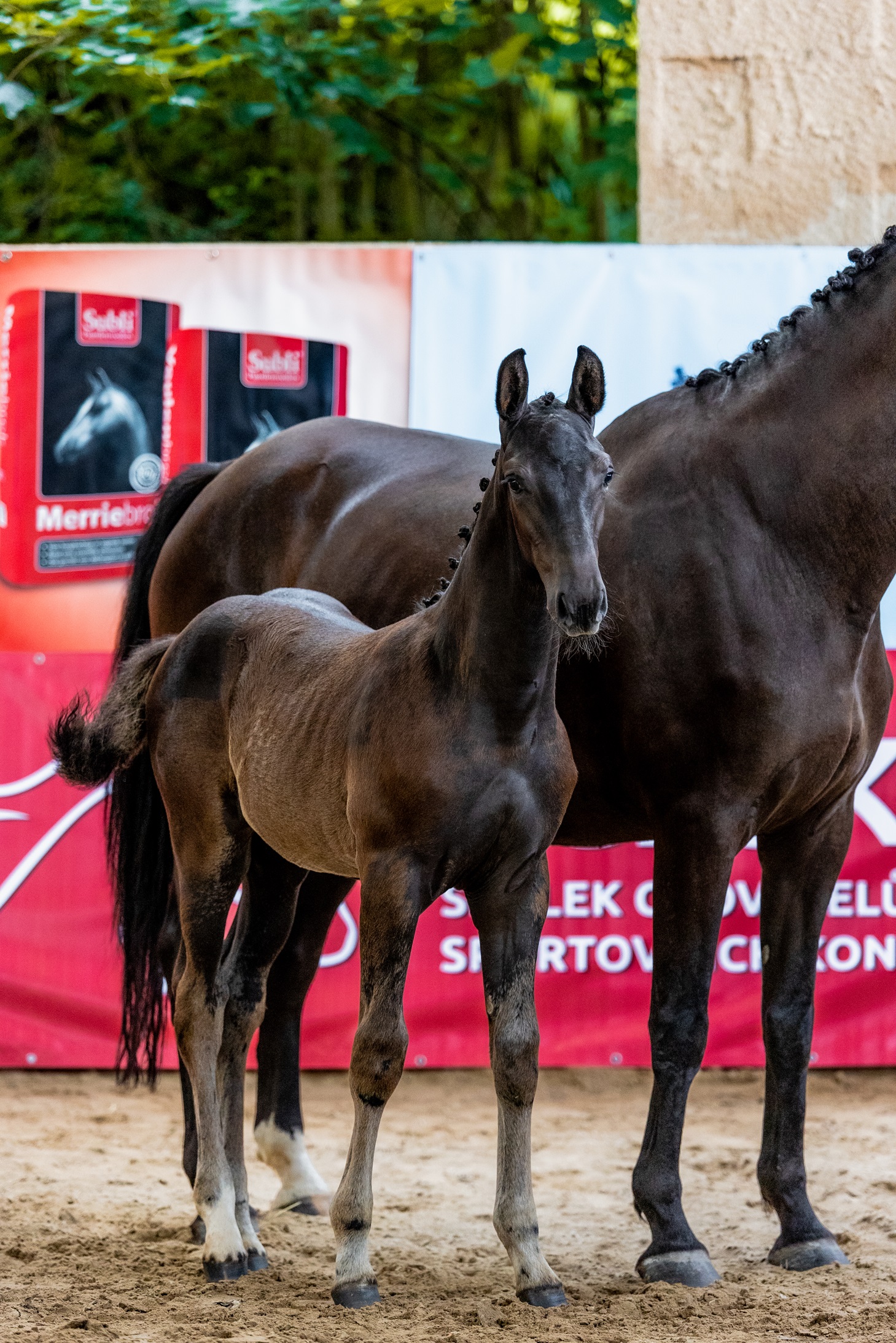 Dream of Dominator Mer.